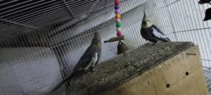 bird coketail