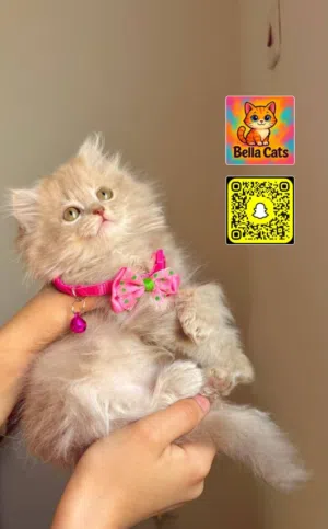 شيرازي مون فيس بيور وبره كثيفه أطراف قصيره العمر 50يوم