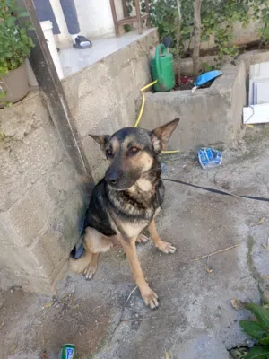 كلب للبيع لتواصل