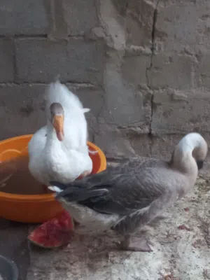 زوج  بط للبيع كبار ونضيفات
