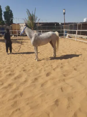 خيل انكليزي خصي حق سكول