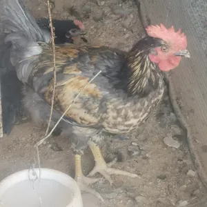 ‏طيور‏4