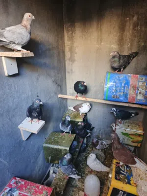 موجودات بعمان