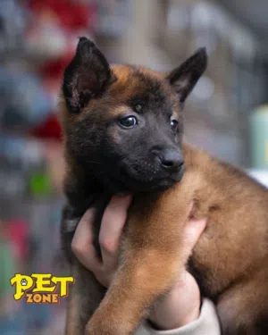 Premium Belgian Malinois Puppies Looking for strength, intelligence, and loyalty? Our Belgian