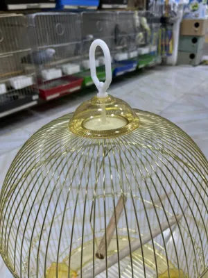 قفص دهبي مطاول