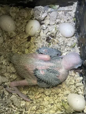 البيع فروخ ببغاء الدره  الواحد ب13ريال العدد 3