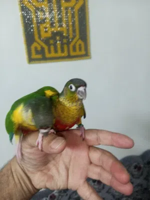 لعشاق التميز والاناقه والزق اليدوي جرين شيك شبه مفطومات