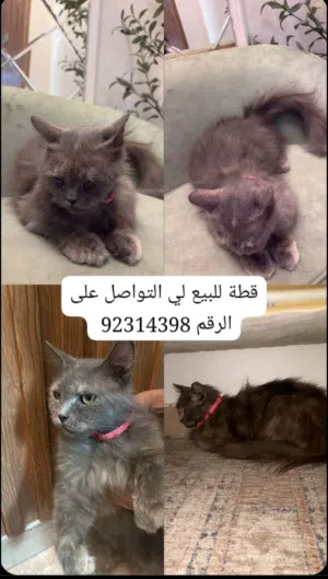 قطط للبيع استماره للقطط