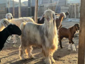 تيس عماني هديد للبيع