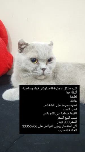 قطة سكوتش فولد للبيع
