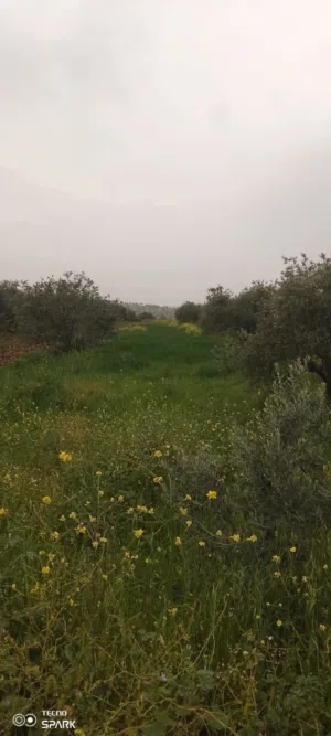 من ارضي ملكا