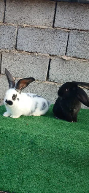 بسم الله ماشاء الله زوز دكور فراشة ربي يبارك وحده رسمة وحده مصحح العمر 45يوم وزن الام 7ك وزن الاب 8ك