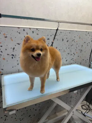 Pomeranian