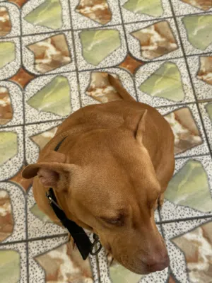 بيتبول نثيه للبيع