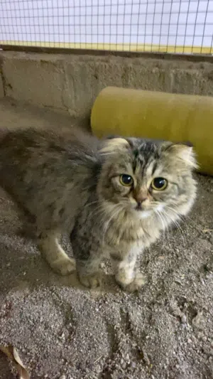 قطط للبيع اناث وذكور فقط ب15ريال فرصصصهه للي حاب يربي قطط