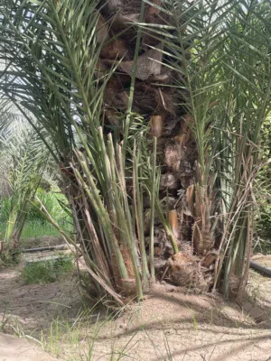 فسائل فحول نوعيه ممتازه5 ريال مع القص