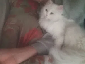 قطه شيرازي للبيع في اربيل