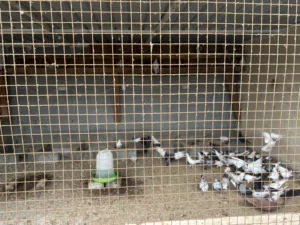 60 حمام عادي للبيع