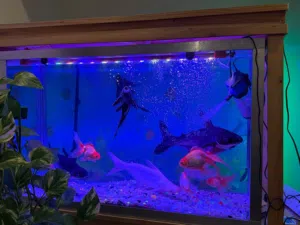 I have two big fish tanks for sale