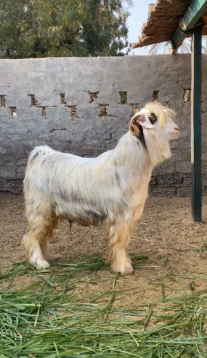 تيس رحبي سمين
