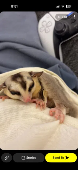 شوقر غلايدر sugar glider