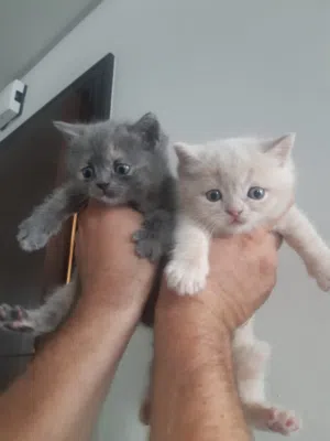 Scottish fold kitten