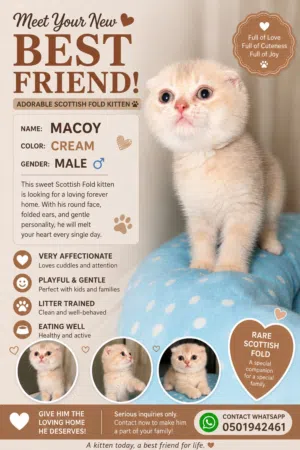 Scottish fold and Scottish straight kitten for sale