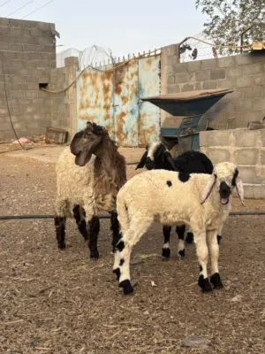 تيس و3 كبشان سمنه طيبة
