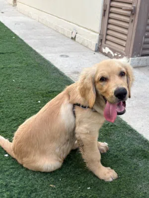 I will sale the dog only four thousand derham
