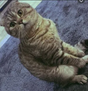 اجمل ذكر اسكوتش فولد