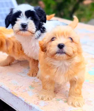 Bichon Havanais
