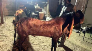 In Qusias cattle market