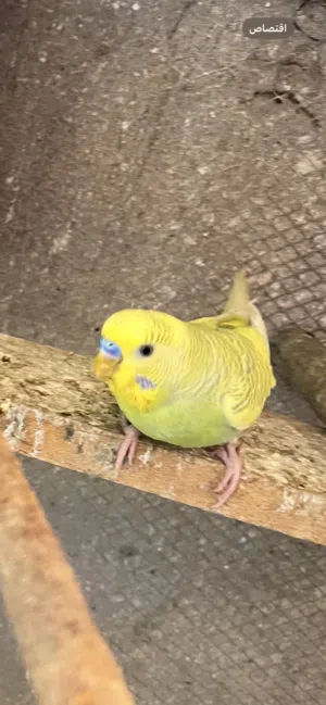 زوج طيور حب