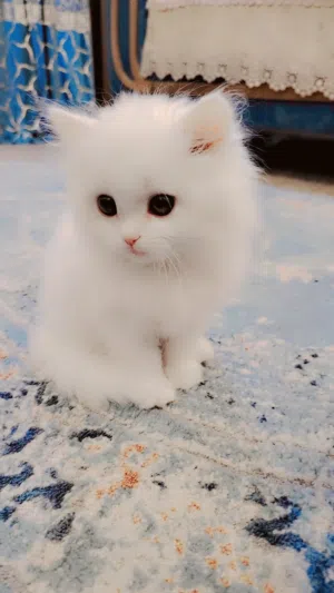 قطه شيرازي للبيع المكان ابي الخصيب