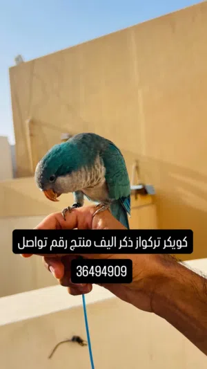 ذكر كويكر ، زوج طيور حب ، نثي كنيور أمريكن دالون