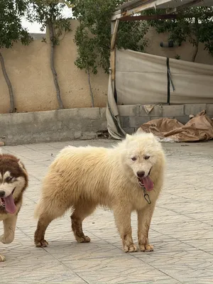 ‏هاسكي‏3
