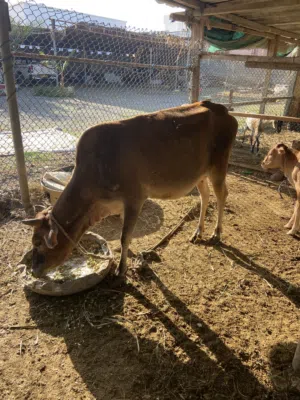 للبيع بقره مع ولدها