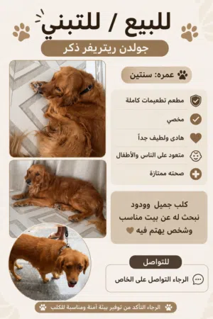 Golden retriever