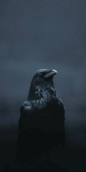 مطلوب غراب