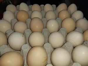 بيض عربي مخصب