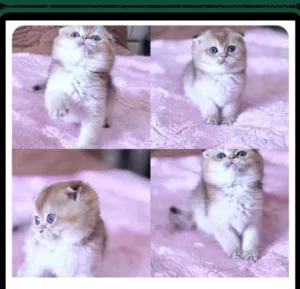 سكوتش فولد  n11 لون مميز للبيع