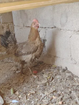 دجاجه كويتيه بياضهه