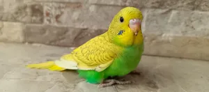 Parrots0