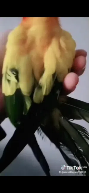 لي عشاق  ببغاء العجيب الصن كنيور جبتلكن صن كنيور مروض مزقم من هو وفرخ صحة دهب  شغل منزلي انتاج لبنان