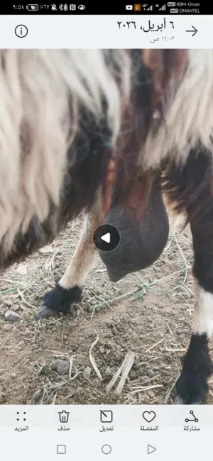 جعده تجهين درجه اول