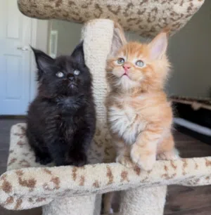 “Adorable Maine Coon Kitten Looking for a Forever Family”