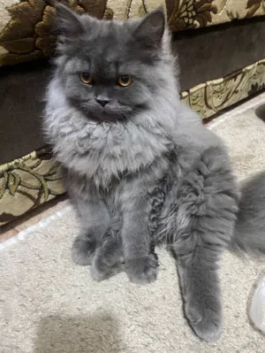 قطه من سلاله برطانيه