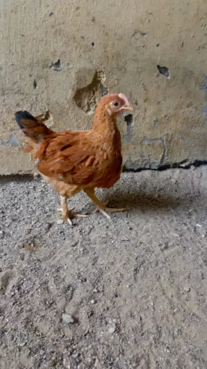 للبيع صيصان فرنسي الاحمر و لابيض تابع الوصف