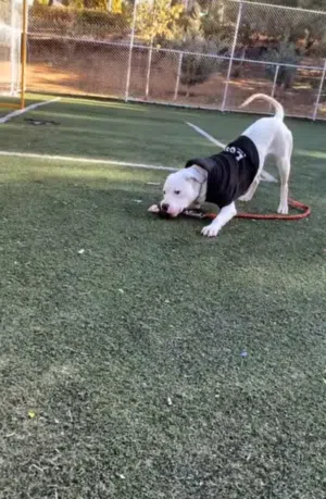 Dogo arganteno  دوجو ارجنتينو للبيع