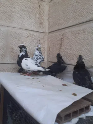 جوز كشكيات زرازير حبات حلوة معهم فرخين على وجه فطم بسعر 15 دينار